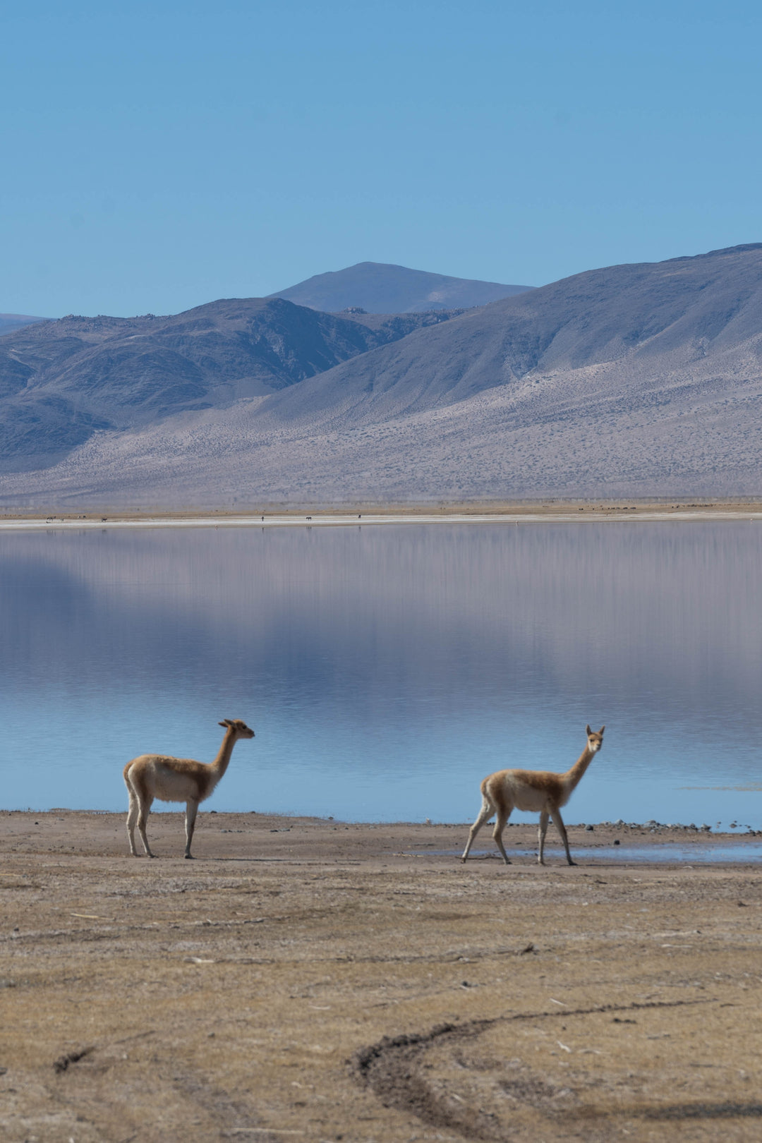 Hand Matters. Vicuña Argentina