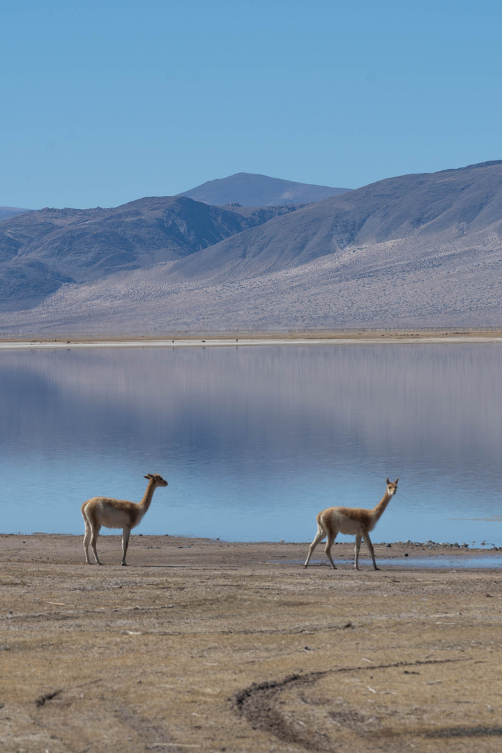 Hand Matters. Vicuña Argentina