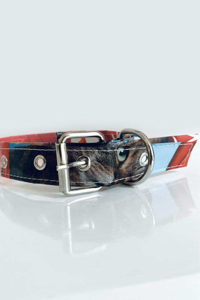 Hand Matters. pet collar
